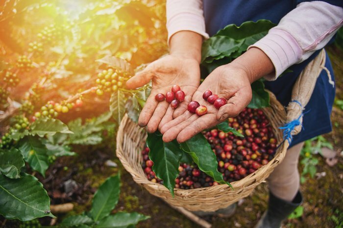 Coffee Plantations